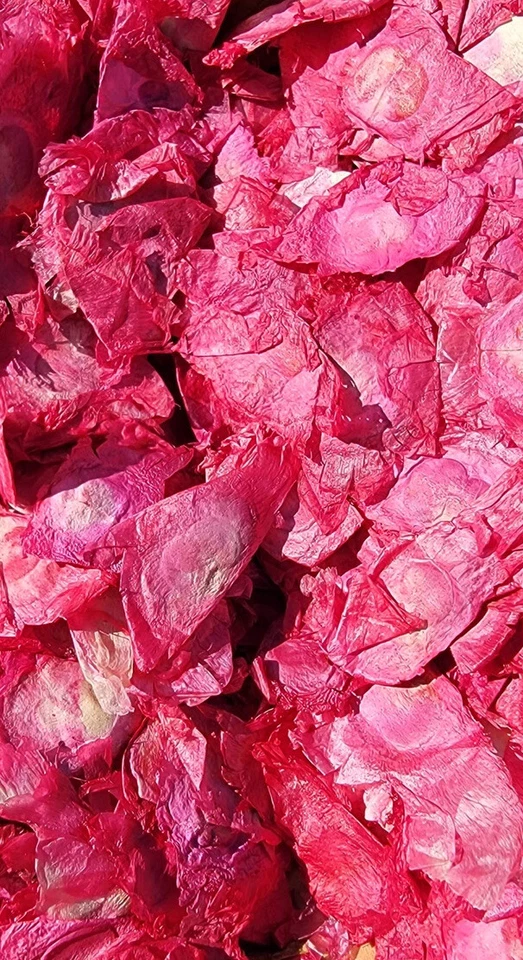 Angel Wings, Red Bulk Botanicals, 10oz Oroxylum indicum Bignoniaceae, Potpourri - Image 4 of 4