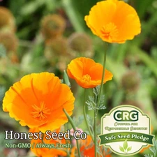 California Poppy Orange Flower Seeds for Planting | USA Non-GMO Garden Seeds