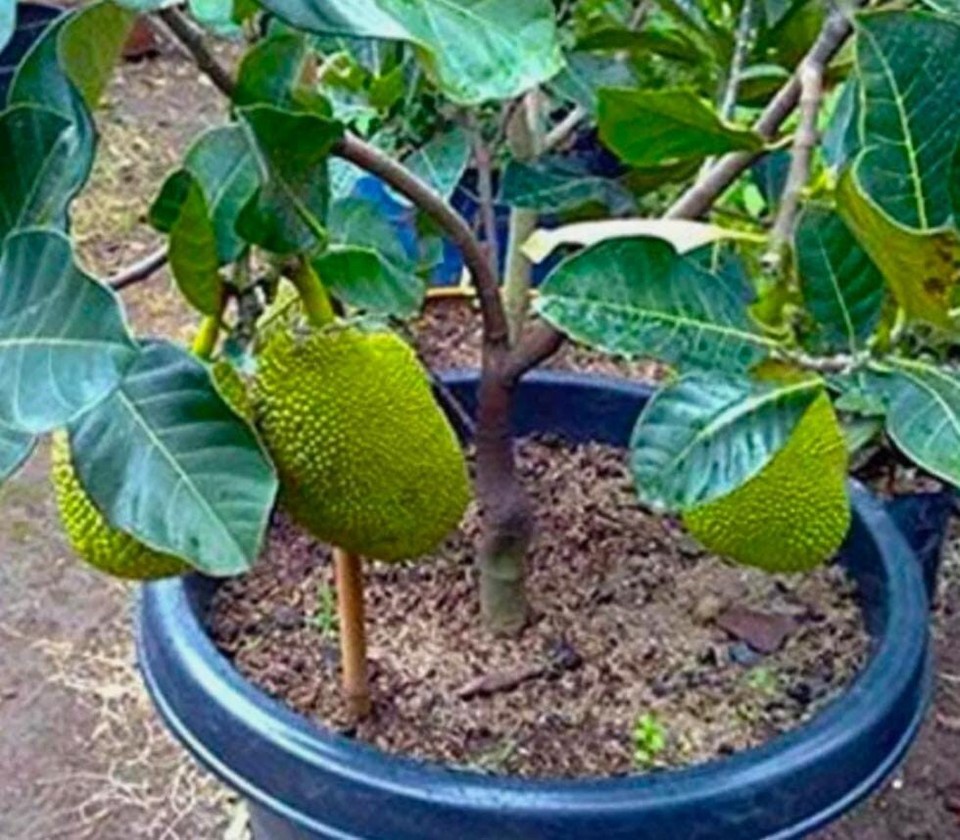 1 Thai Sweet All Time Green JackFruit Plant (GRAFTED) Very Sweet & Healthy Plant eBay