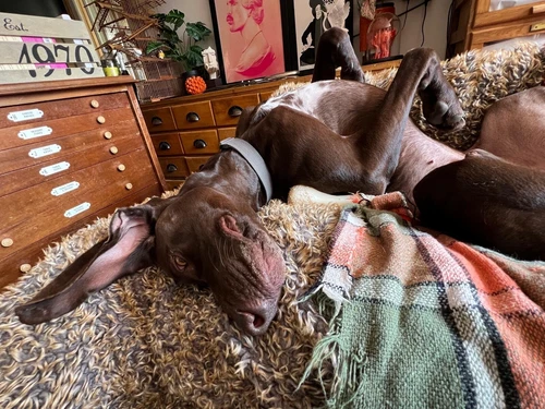 leyland daf roadrunner - Picture 3 of 7