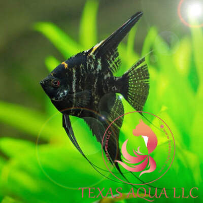 MARBLE ANGELFISH-TOP QUALITY-USA REPUTABLE COMPANY-OVERNIGHT SHIPPING SERVICE