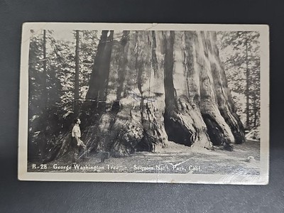 George Washington Tree Sequoia National Park Cali. B882