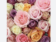 250 Stems Wholesale Premium Roses Assorted - 40Cm Luxury Fresh Wholesale Florals