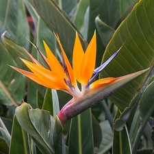 Strelitzia Reginae Bird of Paradise Plant mini Greenhouse Christmas Present