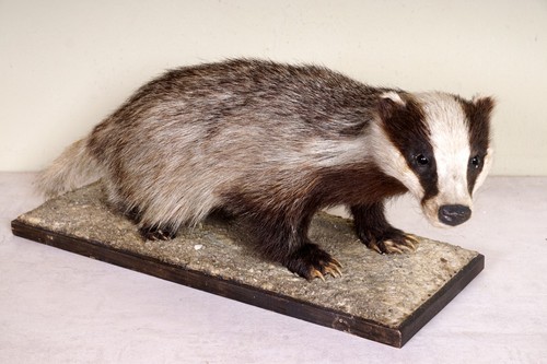 Schöner Dachs Badger Taxidermy