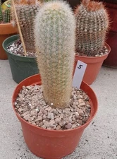 HAAGEOCEREUS PSEUDOMELANOSTELE AURIESPINUS CACTUS 7-8"Hx2-3"W Ships Bareroot #5