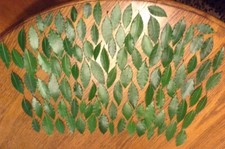 Organic Bay Leaves Leaf, Laurus Nobilis Laurel, Fresh Picked,102 Bay leaves
