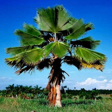 10 Fiji Fan Palm Tree Seeds (Pritchardia pacifica) Fast Growing Tropical Plant