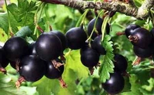 2 - JOSTABERRY - Healthy Live Plants -  Cross of a Black Currant & Gooseberry