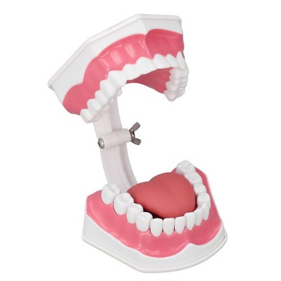 Zähne Modell Zahnbürsten Praxis Dental Teaching Study Tool Mit Brush Set Ki BA