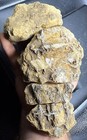 Trilobite Indiana Bedrock Fossil Nodule Clear Quartz 1,435 Grams Arthropod 4pcs