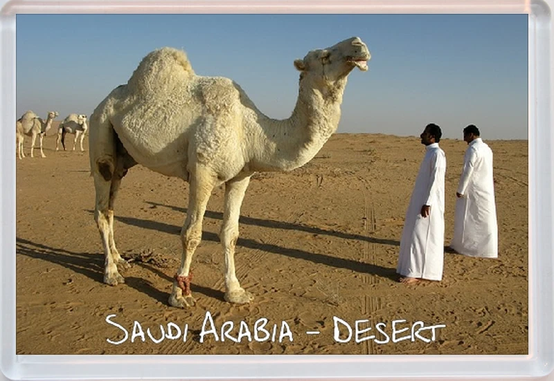 Saudi Arabia Desert / Camel - Jumbo Fridge Magnet Souvenir Gift Brand New