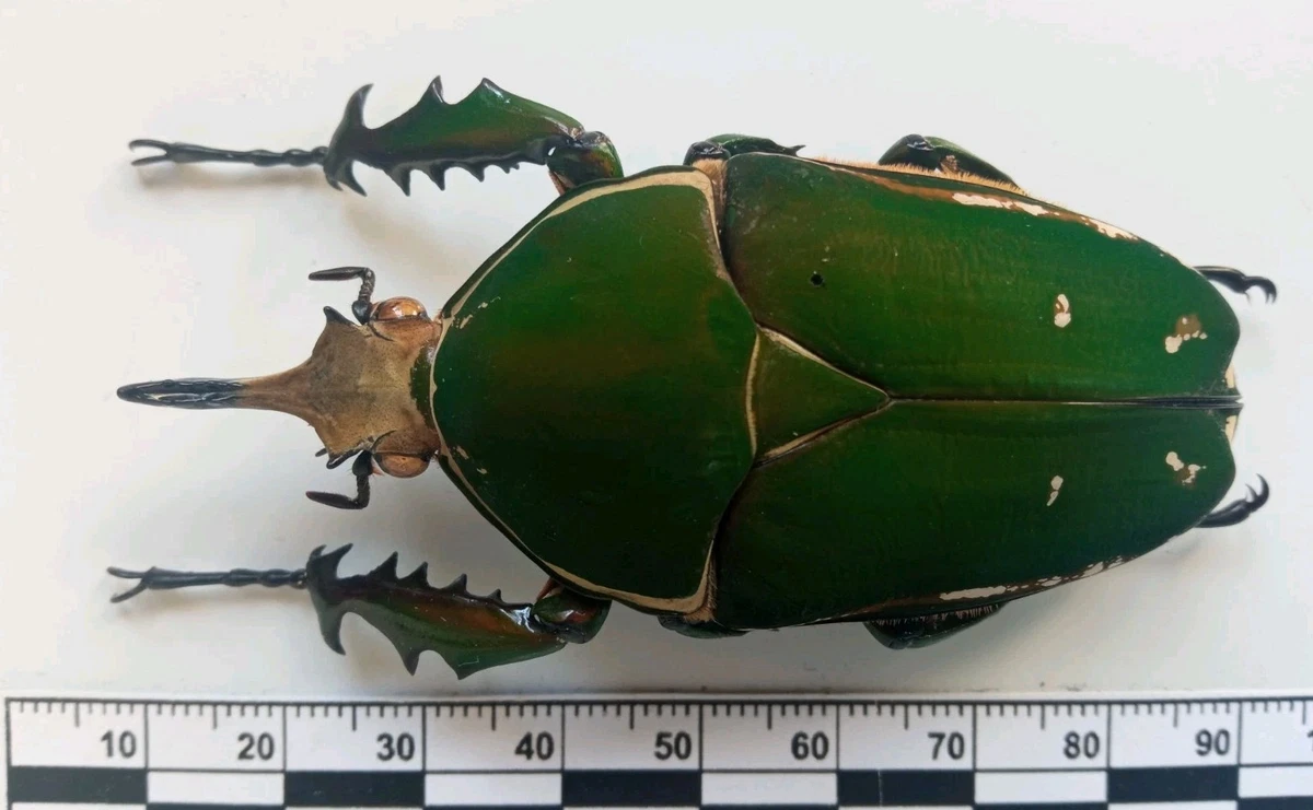 Goliathus Beetle for sale | eBay