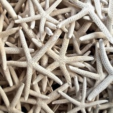 100 PIEZAS LÁPIZ BLANCO BLANQUEADO DEDO ESTRELLA DE MAR ESTRELLA MAR CONCHA 3" - 4"