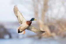 Mallard Drake Duck by Jim Cumming Wildlife Photography Giclee Print Ships Free