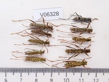 V06328. Unmounted insects, Cerambycidae sp. N...