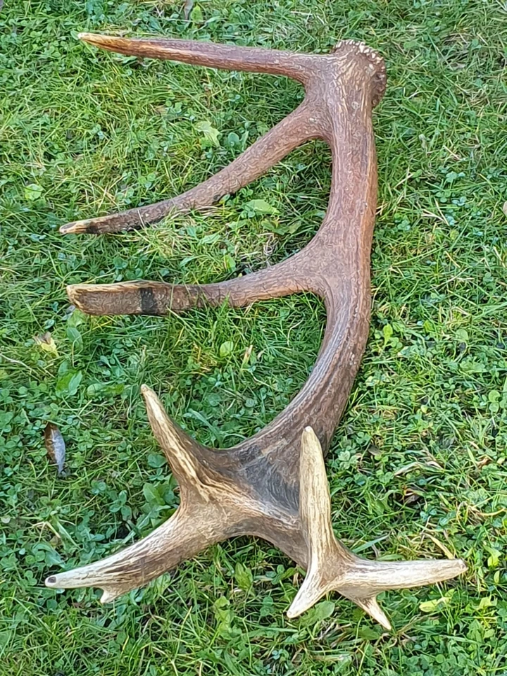 Abwurfstange Geweih Rothirschgeweih Hirschgeweih Hirschhorn Jagd Jäger Jagen - Bild 3 von 3