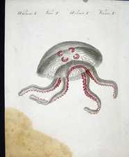 Original Old Antique Print Worms C1845 H/C Natural History Plate X Victorian