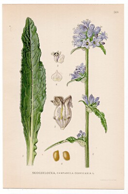 1926 Lindman Botanical Flower Print, Bristly Bellflower (Campanula cervicaria)