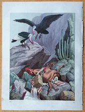 Condor - Original Print Buch der Welt - 1861