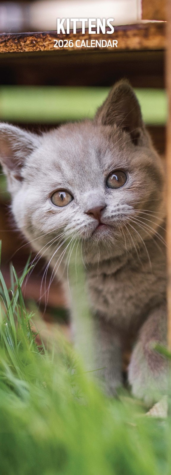Kittens 2026 Slim Calendar