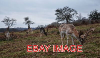 FOTO DAMWILD IM RICHMOND PARK MEHR VON DER LOKALEN WILDTIERE IN SW LONDON
