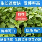 260+ Large Leaf Asian Basil Seeds NON-GMO SEEDS. 260多粒大叶荆芥种子. 2025年新产种子