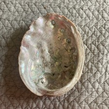 6  Across 7.5  Long ABALONE MOTHER OF PEARL PAUA SEASHELL