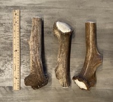 MAGNUM Elk Antler Dog Chew W/BURR 1pc OREGON ANTLER WORKS