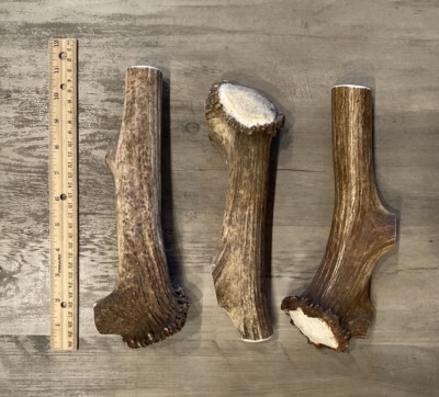 MAGNUM Elk Antler Dog Chew W/BURR (1pc) **OREGON ANTLER WORKS**