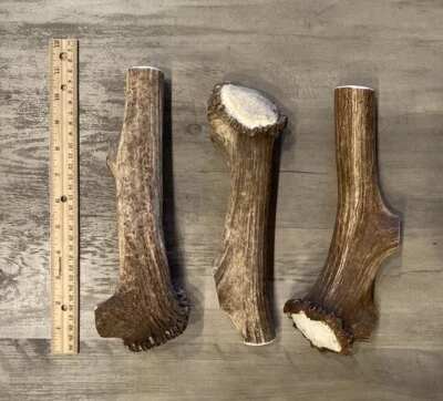 MAGNUM Elk Antler Dog Chew W/BURR (1pc) **OREGON ANTLER WORKS**