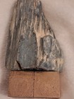 Petrified Wood Rare Color Bluish-Gray set on Gold Colored Base to display — photo 9