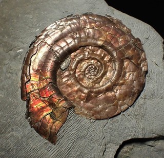 Complete iridescent ammonite fossil Psiloceras Jurassic Fossils UK ammolite gem