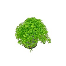 Monte Carlo Micranthemum 