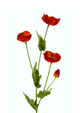 künstlicher Mohnzweig orange 60cm Kunstblume Wiesenblume Einzelblumen Sommerdeko