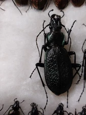 1ex.  Carabus (Neoplectes) ibericus ssp. lafertei. Carabidae,