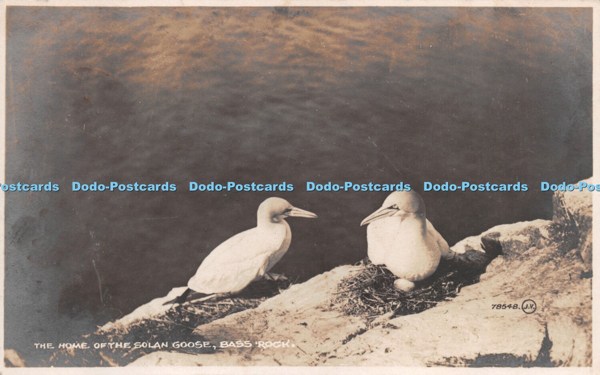 R267226 The Home of the Solan Goose Bass Rock RP Valentines | eBay UK