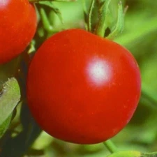 GLACIER TOMATO SEEDS 100+ determinate VEGETABLE garden PLANTS sauce SALADS