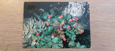 Postcard Hjortron Rubus Chamaemörus Sweden gel _