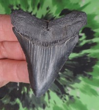 Megalodon Sharks Tooth 2 5/8