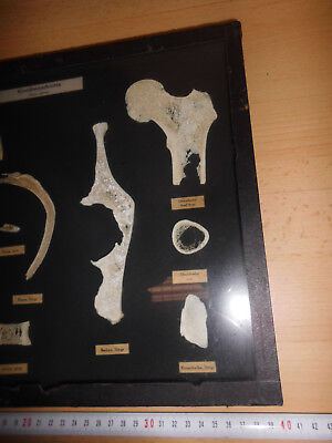 Kaufen 1 X Alter Schaukasten Knochenschnitte Homo Sapiens, Gebraucht