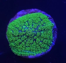 WWC Marvin Martian Mushroom * Live Coral Frag * AJs Aquariums