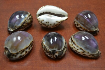 6 PCS PURPLE TOP COWRIE SEA SHELL NAUTICAL BEACH DECOR 2 1/2'' - 3'' #7022