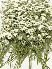 100 PCS White Babys Breath Real Natural Dried Pressed Flowers Resin Art DIY