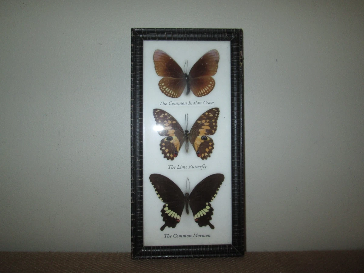 Vintage Butterfly Taxidermy for sale | eBay