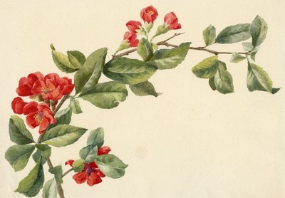Japanische Quitte (Chaenomeles japonica) Studiengemälde um 1882 Lilla S. Original