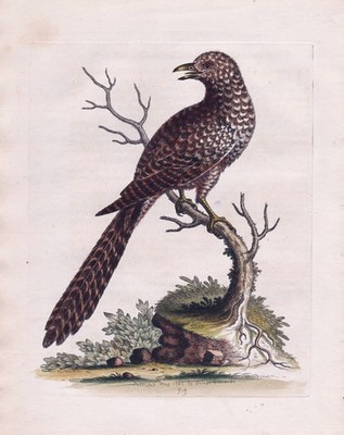 Cuckoo Kuckuck bird birds Vögel America Kupferstich engraving Edwards 174 191012