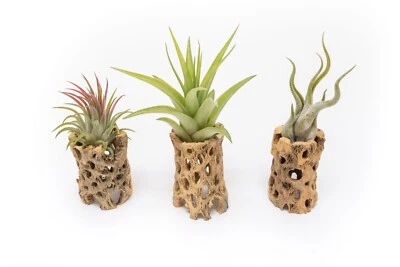 AIR PLANT SHOP 3" Cholla Cactus Holders with Tillandsia Air Plants - Easy Indoor Outdoor Decor