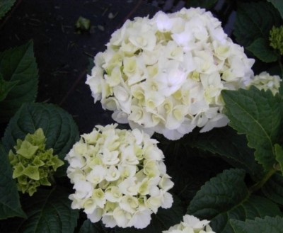Bauernhortensie The Bride  - Endless Summer - Ballhortensie - Hydrangea  ...