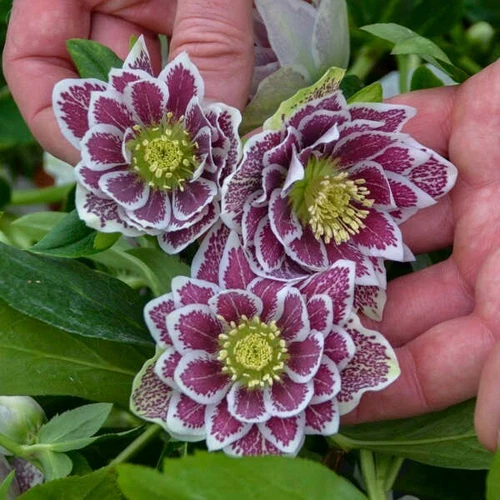 Hellebore Plants - Shotgun Wedding